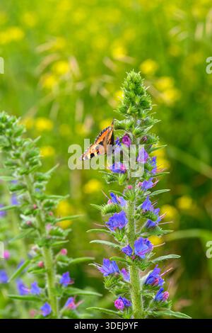 Un superbe papillon délicatement perché sur des fleurs sauvages violettes vibrantes, soutenu par un fond vert magnifiquement flou Banque D'Images