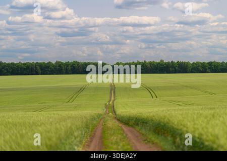 Un chemin de terre sinueux serpente à travers des champs verdoyants, magnifiquement encadrés par des arbres majestueux sous un ciel nuageux Banque D'Images