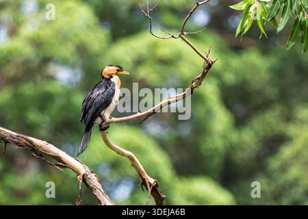 Gros plan d'un petit pied Cormorant perché sur une branche à Mount Penang, Nouvelle-Galles du Sud, Australie Banque D'Images