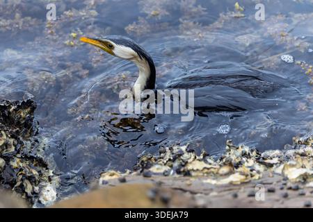 Gros plan sur Wet pied Cormorant dans Among Seaweed à Drifters Wharf, Gosford, Nouvelle-Galles du Sud, Australie Banque D'Images