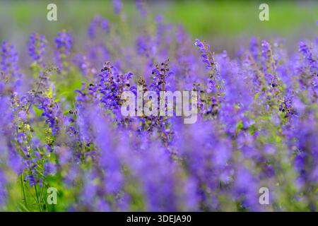Une vue imprenable sur les fleurs de lavande violette en fleurs crée un paysage serein qui captive les sens Banque D'Images
