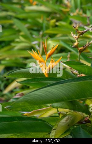 Fleur jaune Heliconia Psittacorum fleurissant dans un jardin tropical luxuriant. Golden Torch Heliconia avec des feuilles vertes et une lumière naturelle douce Banque D'Images