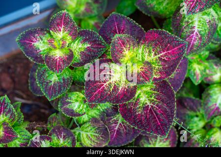 Feuilles de Coleus vibrantes avec des motifs violet foncé, rose vif et vert citron Banque D'Images