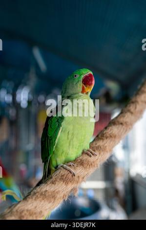 Perruche verte Psittacula krameri assis sur la branche dans la volière. Gros plan exotique petit portrait de perroquet, plumage coloré, photographie d'oiseaux sauvages, nat Banque D'Images