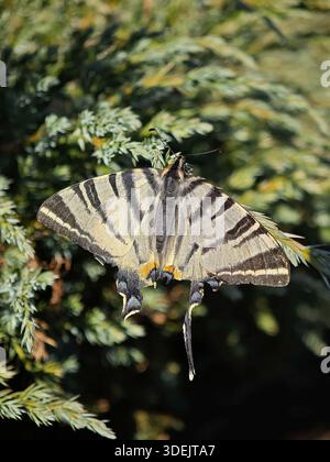 Vue de dessus symétrique d'un papillon rare en queue d'aronde reposant sur une branche de conifère. Banque D'Images