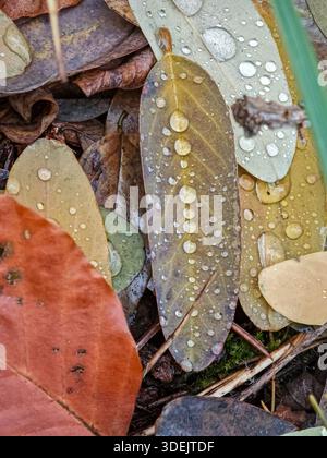 Une rangée de gouttelettes d'eau claire sur une longue feuille d'automne brune reposant parmi le feuillage tombé. Banque D'Images