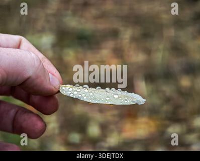 Personne tenant une petite feuille d'automne couverte de gouttes de pluie avec un fond de forêt flou. Banque D'Images