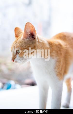 Vue de profil d'un chat tabby au gingembre et blanc debout. Félin concentré regardant de côté dans une lumière naturelle éclatante Banque D'Images