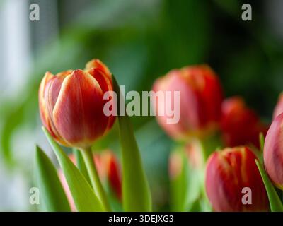 Tulipes rouges en flou de mouvement doux avec un effet peint, photographiées en extérieur à la lumière naturelle comme un fond floral printanier abstrait. Banque D'Images