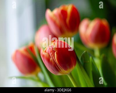Tulipes rouges avec flou de mouvement et flou, photographiées en extérieur à la lumière naturelle, créant un fond floral printanier abstrait. Banque D'Images