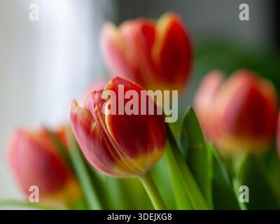 Tulipes rouges avec effet flou et flou de mouvement, photographiées en extérieur à la lumière naturelle au printemps. Banque D'Images