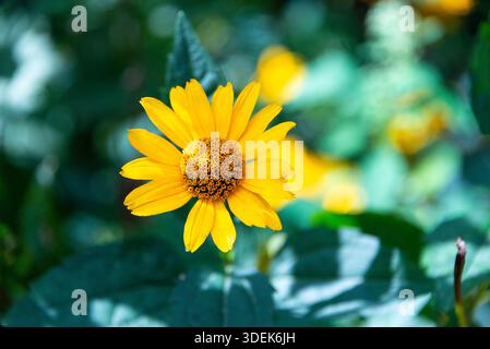 Vue de face d'un faux tournesol jaune fleuri (Heliopsis) avec un fond bokeh vert. Une photo de nature joyeuse prise à Körnerpark, Berlin-Neukölln Banque D'Images