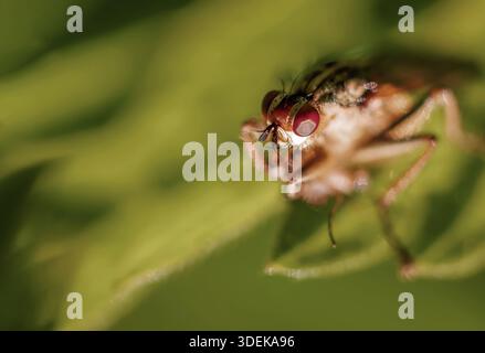 Macro gros plan d'une abeille reposant sur une feuille de plante verte, avec ses yeux composés (facettes) clairement visibles. Banque D'Images