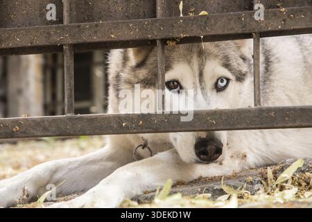 Chien Husky sibérien regardant sous la porte de garage en gros plan sur la chaude journée d'été Banque D'Images