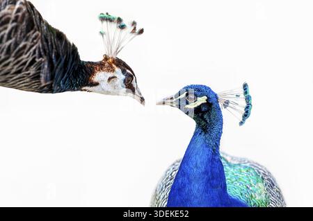 Portrait d'un mâle et d'une femelle peafowl, paon. paons - pearowl isolé sur fond blanc. Gros plan portrait Banque D'Images