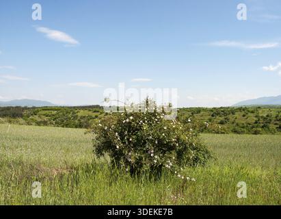 Paysage vallonné de campagne. Bush de rose fleurie au premier plan. Région de Blagoevgrad, Bulgarie méridionale Banque D'Images