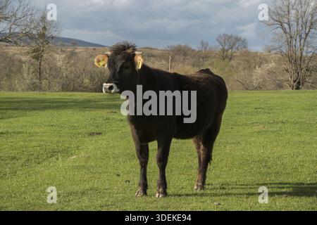 Jeune taureau de veau de près sur la prairie d'herbe verte dans la ferme de campagne Banque D'Images