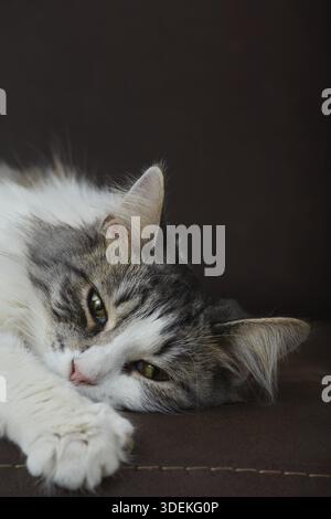 Triste chat moelleux allongé sur le canapé regardant de côté gros plan portrait Banque D'Images
