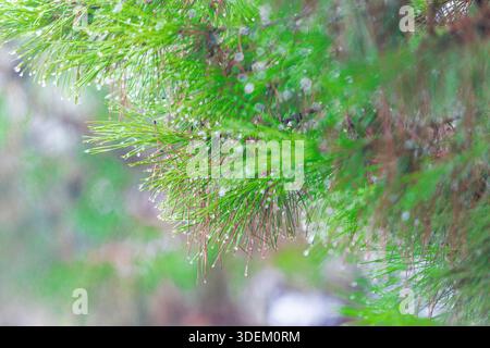 Des plans macro de branches de pin avec des gouttes de rosée ou de la rosée matinale soulignent la fraîcheur de la nature, l'effet bokeh et la couleur verte Banque D'Images