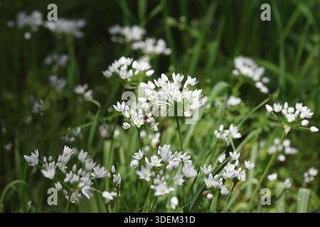 Fleurs blanches d'Allium neapolitanum Cirillo (ail napolitain) au printemps Banque D'Images