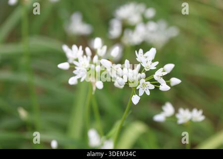 Fleurs blanches d'Allium neapolitanum Cirillo (ail napolitain) au printemps Banque D'Images