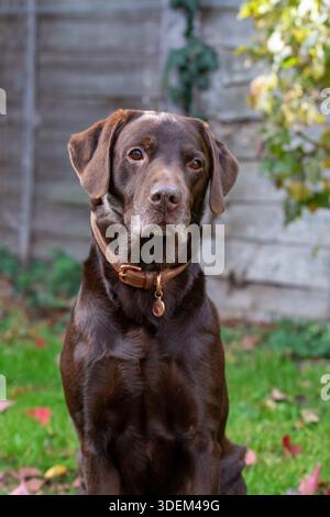 Un portrait vertical d'un Labrador retriever chocolat adulte plus âgé portant un collier en cuir, assis attentivement sur la pelouse d'un jardin arrière. Banque D'Images