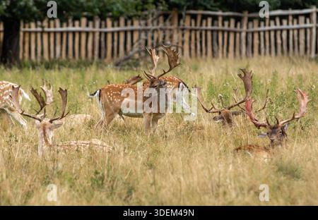 Un troupeau de cerfs damiers avec des andouillers palmés repose et se tient dans une prairie haute près d'une clôture en bois rustique. Banque D'Images