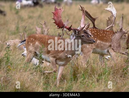 Un jeune cerf élaphe perd son velours rouge sang de ses grandes cornes palmées tout en se tenant dans un troupeau dans un champ d'herbe sèche et haute. Banque D'Images