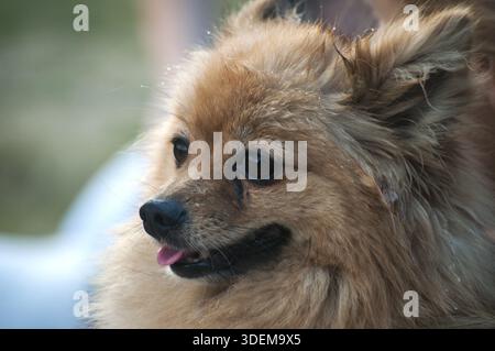 Tête de chien spitz allemand femelle poméranienne en gros plan Banque D'Images