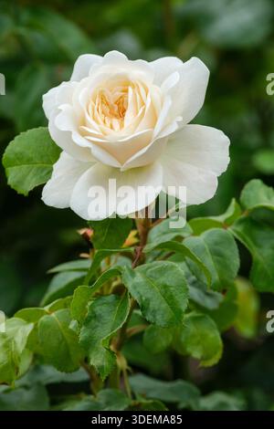 Rose tranquillité, rose Ausnoble, arbuste Rose, double rosette blanche fleurs en été Banque D'Images