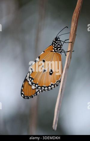 Papillon tigre oriental reposant sur une tige. Un papillon de taille moyenne connu pour sa toxicité et son histoire ancienne Banque D'Images