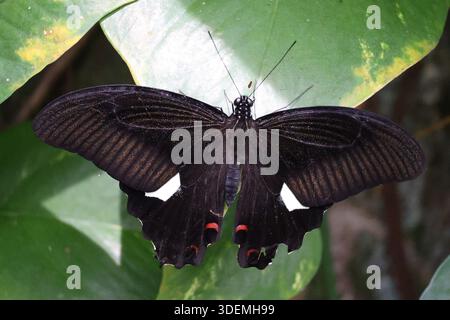 Un papillon mormon commun s'installe pour se reposer sur une feuille de Devils Ivy Banque D'Images