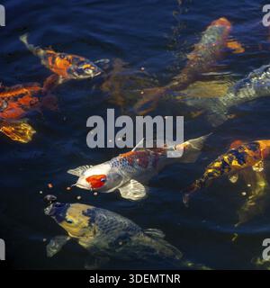 Poisson koi japonais dans l'étang, poisson carpe koi japon. fond naturel coloré. Directement au-dessus, vue de dessus Banque D'Images