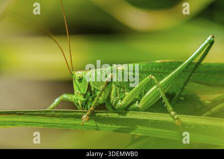 Tettigonia viridissima. Grand vert Bush-cricket. Nymphe femelle assise sur l'herbe. insecte sauterelles à longues cornes. grandes espèces de katydid ou bush-cri Banque D'Images