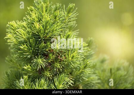 Épinette ornementale naine CONICA (Picea glauca ou épinette blanche).Branches avec de belles aiguilles douces en gros plan Banque D'Images