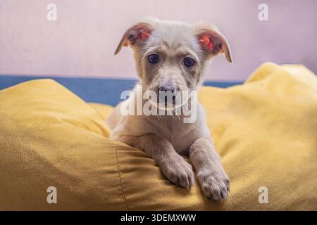 Curieux mignon chiot mongrel avec la fourrure brun clair est assis dessus un grand sac jaune Banque D'Images