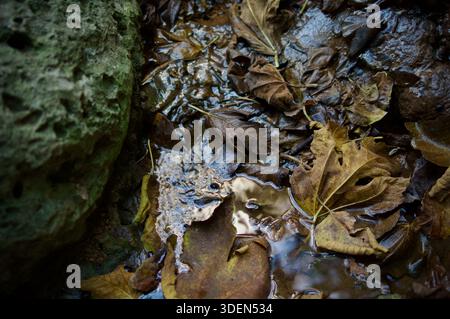 Les feuilles d'automne se trouvent dispersées sur un sol forestier humide, entourant une flaque peu profonde qui reflète la lumière. Un bord de roche moussue ajoute de la texture, créant une humeur changeante Banque D'Images