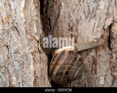 Escargot en bande de chocolat (Eobania vermiculata) grimpant l'écorce d'arbre rugueux dans le jardin du Caire, Egypte Banque D'Images