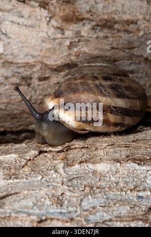 Escargot en bande de chocolat (Eobania vermiculata) grimpant l'écorce d'arbre rugueux dans le jardin du Caire, Egypte Banque D'Images