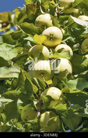 Ripe yellow apples on a branch apple tree Banque D'Images