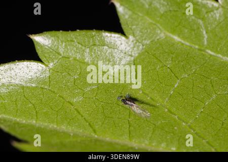 Puceron adulte ailé avec nymphes sur la face inférieure de la feuille, jardin égyptien Aphididae. Banque D'Images