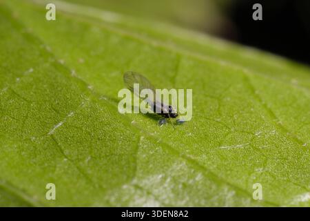 Puceron ailé adulte avec nymphes sur la face inférieure de la feuille, Egypt Aphididae. Banque D'Images