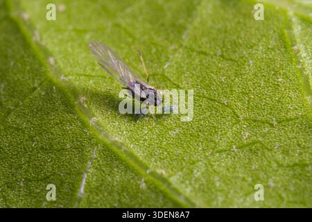 Puceron ailé adulte avec nymphes sur la face inférieure des feuilles, jardin du Caire, Égypte Aphididae. Banque D'Images