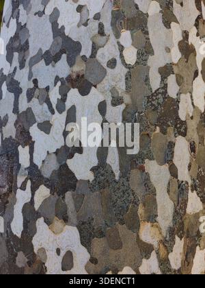 Texture d'arbre platanus abstrait d'écorce naturelle tachetée dans des tons verts. Surface de l'arbre sycomore comme arrière-plan Banque D'Images