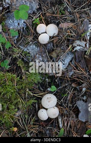 Groupes de champignons ou champignons communs (Lycoperdon perlatum) alias malwarted puffballs, puffball parsemé de pierres précieuses ou Devil's Snuff-box sur Forest Floor Banque D'Images