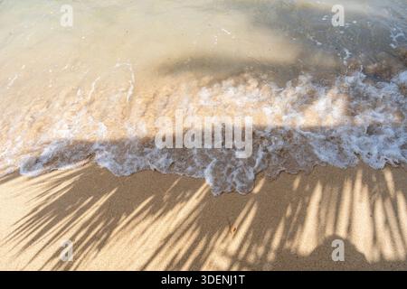 L’ombre d’un palmier s’étend sur le sable doré d’Anaho Beach, Nuku Hiva, Polynésie française, créant une atmosphère tropicale et sereine Banque D'Images