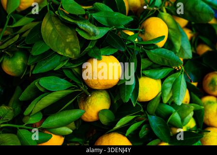 Un tas d'oranges sont suspendues à un arbre. Les oranges sont mûres et prêtes à être cueillies Banque D'Images