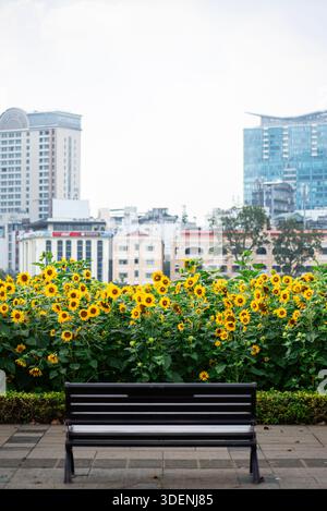 Banc se trouve devant un champ de tournesols jaunes. Le banc est vide et les tournesols sont en pleine floraison. La scène est paisible et sereine, avec t Banque D'Images