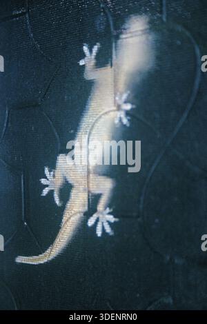 Gecko Hemidactylus frenatus, maison Banque D'Images