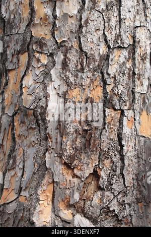 Vue détaillée de l'écorce d'un pin Banque D'Images